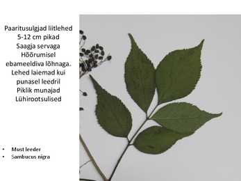 Dendroloogia pp #55