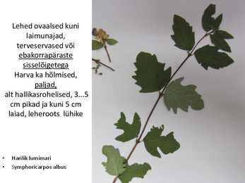 Dendroloogia pp #56