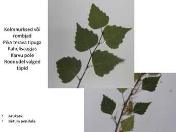 Dendroloogia pp #57