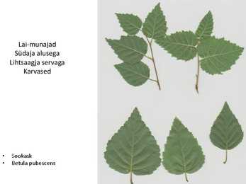 Dendroloogia pp #58