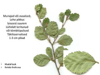 Dendroloogia pp #59