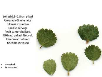 Dendroloogia pp #60