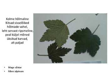 Dendroloogia pp #7