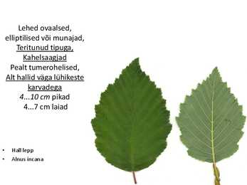 Dendroloogia pp #61
