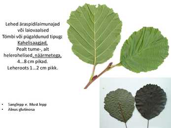 Dendroloogia pp #62