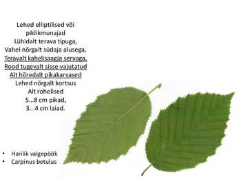 Dendroloogia pp #63