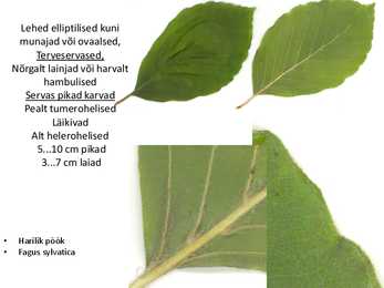 Dendroloogia pp #64