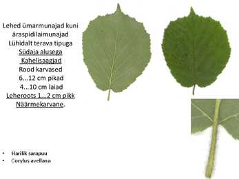 Dendroloogia pp #65