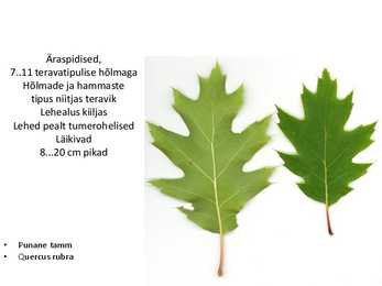 Dendroloogia pp #66
