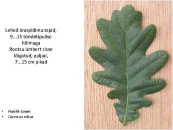 Dendroloogia pp #67