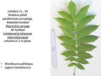 Dendroloogia pp #68