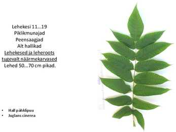 Dendroloogia pp #69