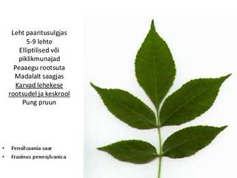 Dendroloogia pp #70