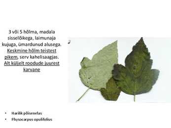 Dendroloogia pp #8