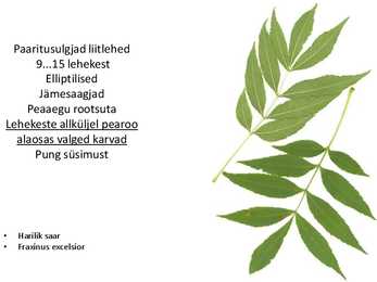 Dendroloogia pp #71