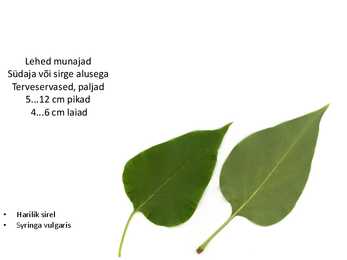 Dendroloogia pp #72