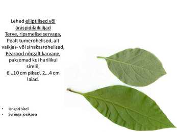 Dendroloogia pp #73