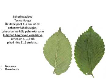 Dendroloogia pp #74