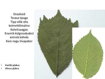 Dendroloogia pp #75