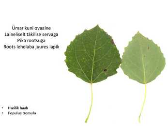 Dendroloogia pp #76