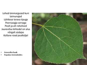 Dendroloogia pp #77