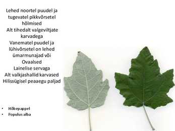 Dendroloogia pp #78