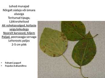 Dendroloogia pp #79
