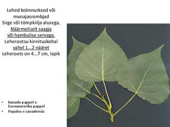 Dendroloogia pp #80