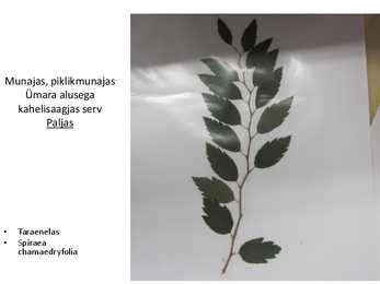 Dendroloogia pp #9