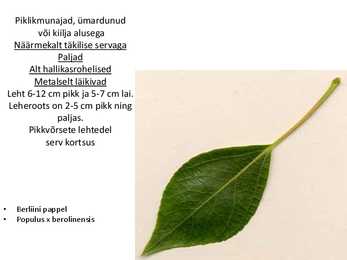 Dendroloogia pp #81