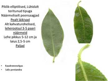 Dendroloogia pp #82