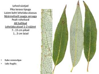 Dendroloogia pp #83