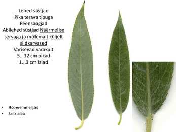 Dendroloogia pp #84