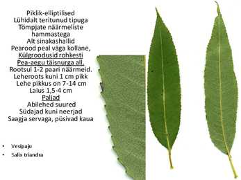 Dendroloogia pp #85