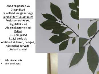 Dendroloogia pp #86