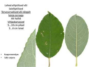 Dendroloogia pp #87