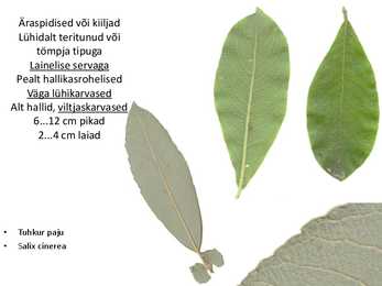 Dendroloogia pp #88