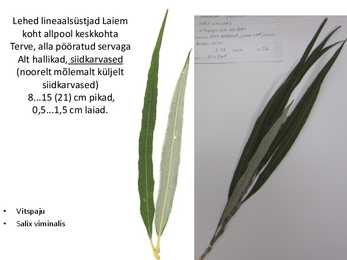 Dendroloogia pp #90