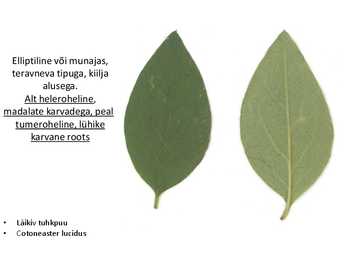 Dendroloogia pp #10