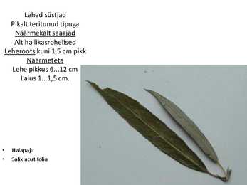 Dendroloogia pp #91