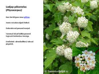 Ilupõõsad #2