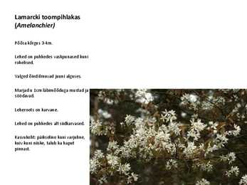 Ilupõõsad #11