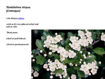 Ilupõõsad #13