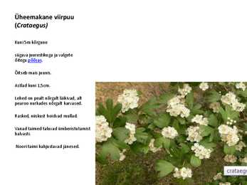 Ilupõõsad #15