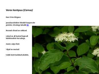 Ilupõõsad #22