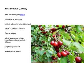 Ilupõõsad #24