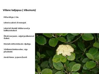 Ilupõõsad #25