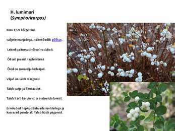 Ilupõõsad #29