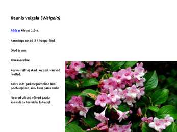 Ilupõõsad #31