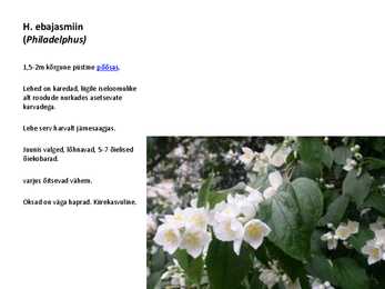Ilupõõsad #43